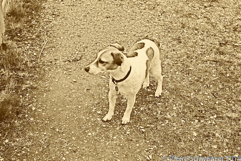 dog - Version 2 - dog - Version 2.jpg dog - Version 2.jpg