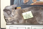 Cats2